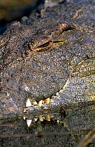 Nile crocodile {Crocodylus niloticus} close up of teeth and head, Chobe NP, Botswana