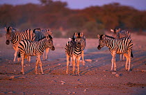 Common zebra foals at dawn {Equus quagga} Etosha NP, Namibia