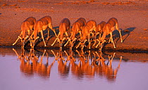 RF- Black faced impala drinking (Aepyceros melampus petersi). Etosha National Park, Namibia. (This image may be licensed either as rights managed or royalty free.)