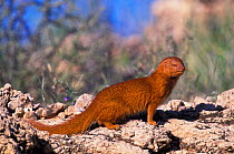 Slender mongoose {Herpestes sanguineus} Kgalagadi TP, South Africa