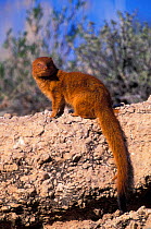 Slender mongoose {Herpestes sanguineus} Kgalagadi TP, South Africa
