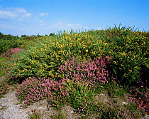 Heathland with Gorse and Heather flowering. Purbeck, Dorset, UK.