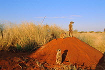 Meerkats on alert watch {Suricata suricatta} Tswalu Kalahari Reserve, South Africa