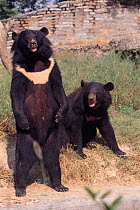 Asiatic black bears {Ursus thibetanus} Delhi Zoo, India. aka Moon bear