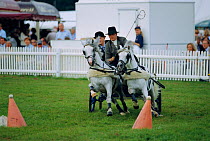Scurry driving pony pairs at competition, New Forest Show, Hampshire, UK