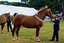 Suffolk punch heavy horse at New Forest show, Hampshire, UK