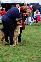 Judge inspecting teeth of German shepherd dog, New-Forest Show, Hampshire, UK. Alsatian
