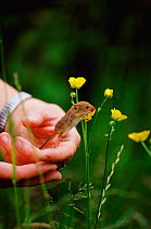 Harvet mouse {Micromys minutus} being released onto Buttercup Somerset, UK