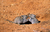 Whistling rats at entrance to burrow {Parotomys brantsii} Kgaladi TP, South Africa