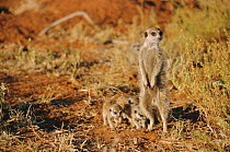 Alert Meerkat baby-sitting young {Suricata suricatta} Tswalu Kalahari Reserve S Africa
