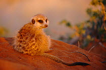 Meerkat resting {Suricata suricatta} Tswalu Kalahari Reserve South Africa - meerkats, suricates
