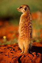 Meerkat standing on hind legs {Suricata suricatta} Tswalu Kalahari Reserve South Africa