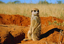 Meerkat sitting {Suricata suricatta} Tswalu Kalahari Reserve South Africa