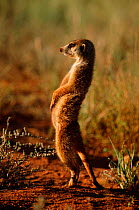 Alert Meerkat on watch duty {Suricata suricatta} Tswalu Kalahari Reserve, South Africa