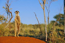 Meerkat on lookout at burrow {Suricata suricatta} Tswalu Kalahari Reserve, South Africa