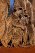 Young Meerkats huddling together {Suricata suricatta} Tswalu Kalahari Reserve S Africa