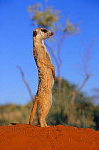 Meerkat standing on hind legs on watch {Suricata suricatta}  South Africa