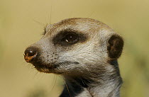 Meerkat / Suricate {Suricata suricatta} head portrait, Tswalu Kalahari Reserve, South Africa