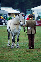 Welsh stallion in ring at New-Forest show Hampshire, UK 2002