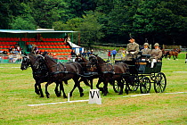 HRH Prince Philip driving Fell pony team, Lowther driving trials, Cumbria, UK