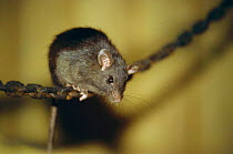 Black rat on chain {Rattus rattus} captive