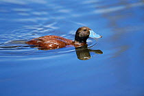 Lake duck {Oxyura vittata} Macachin, La Pampa, Argentina