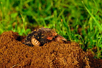 Blind mole emerging from soil {Talpa caeca} Pyrenees, France
