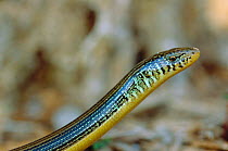 Eastern glass lizard {Ophisaurus ventralis} Florida, US