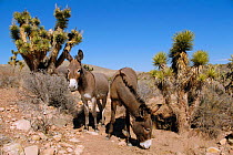 Wild burro {Equus asinus} Arizona / Nevada, USA