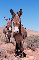 Wild burro {Equus asinus} Arizona/Nevada, USA, North America