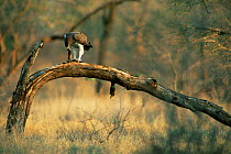 Martial eagle {Polemaetus bellicosus} with mongoose prey, Kruger NP, South Africa