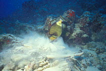 Triton triggerfish searching for food {Balistoides viridescens} Red Sea