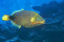Orangestriped triggerfish (Balistapus undulatus) Indo-Pacific