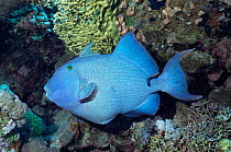 Blue triggerfish {Pseudobalistes fuscus} with Cleaner fish  Red Sea