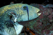 Map pufferfish + Cleaner fish {Arothron mappa} Andaman sea