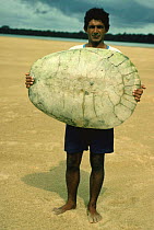 Caboclo fisherman holding up Arrau turtle shell {Podocnemis expansa} Roraima, Brazil