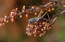 Adult female Bog bush cricket (Metrioptera brachyptera) Norfolk, UK