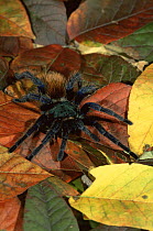 Greenbottle blue tarantula on leaves {Chromatopelma cyanopubescens} captive