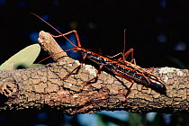 Giant walking stick pair mating {Megaphasma dentricus} Florida Keys, USA