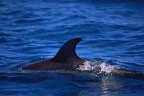Bottle nosed dolphin {Tursiops truncatus} surfacing, showing dorsal fin. Victoria, Australia