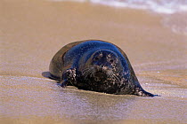 Harbour / Common seal on beach {Phoca vitulina} California, USA