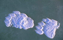 Polar bear snow footprints on ice {Ursus maritimus} Hudson Bay, Canada