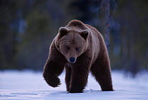 European brown bear walking in snow {Ursus arctos} Halsingland, Sweden.