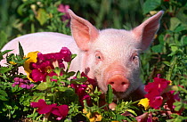 Young Domestic piglet {Sus scrofa domestica} mixed breed, USA 1999