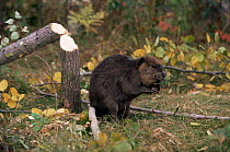 Beaver {Castor canadensis} next to felled tree, Kettle River, Minnesota, USA  captive