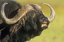 African buffalo {Synceros caffer} bellowing, Masai Mara NR, Kenya, East Africa