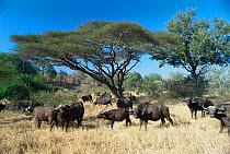 Cape buffalo herd {Synceros caffer caffer} grazing under large umbrella acacia thorn, Mala Mala Game Reserve, South Africa