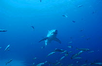 Great white shark swimming through shoal of fish {Carcharodon carcharias} South Australia
