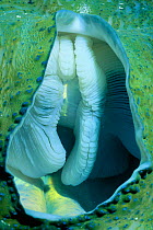 Giant clam close-up of inhalent siphon {Tridacna gigas} Great Barrier Reef, Australia
