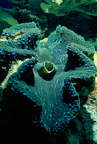 Giant clam showing siphon {Tridacna gigas} Great Barrier Reef, Australia